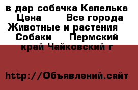 в дар собачка Капелька › Цена ­ 1 - Все города Животные и растения » Собаки   . Пермский край,Чайковский г.